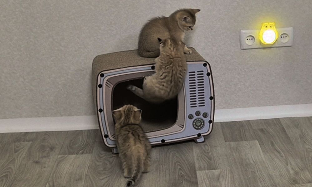 Вислоухие и прямоухие шотландские котята, девочки и мальчик