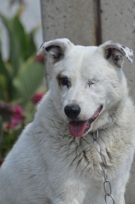 Джек ищет добрые руки