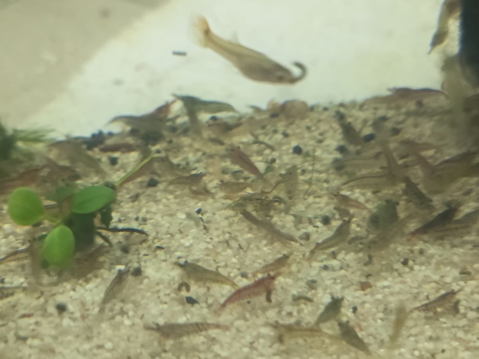 Sprzedam krewetki mix