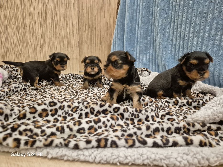 Yorkshire terier  sunia