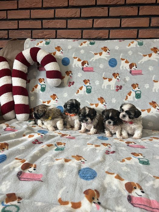 Shih tzu Śliczne Suczki tri -color rodowód chip + wyprawka