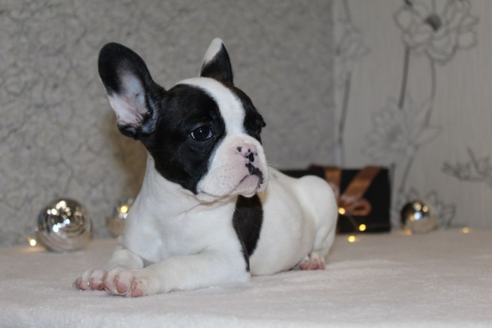 Французики генні карапузики