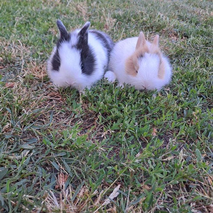 Sprzedam króliczki miniaturki