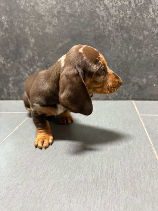 Teckel Femea Choco arlequim miniatura