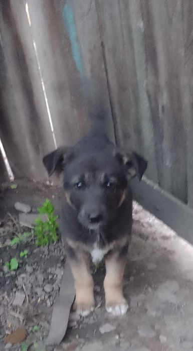 Віддам песика в хороші руки