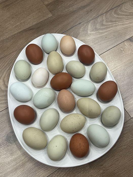 Jajka lęgowe kur mix