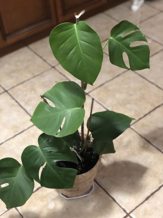 Продам монстеру.