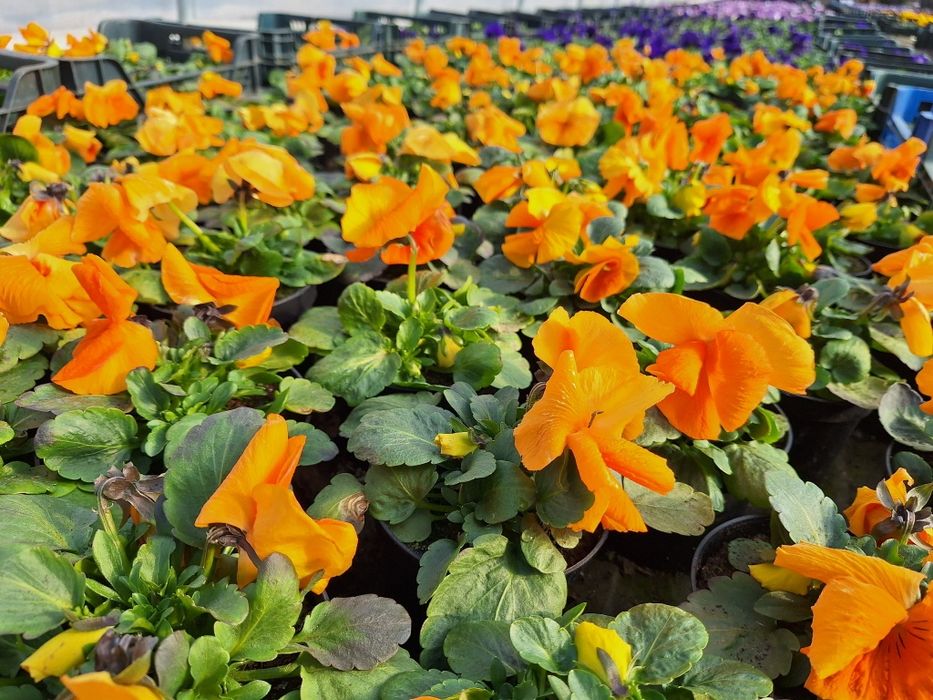 Bratki od Producenta