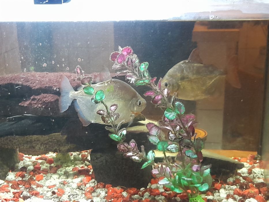 Akwarium 112L zestaw