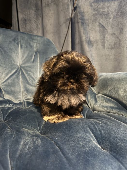 Pieski Shih tzu