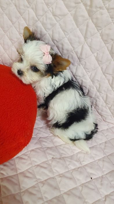 Малышка Бивер йорк