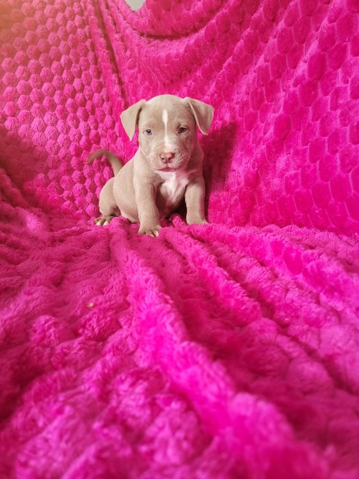 American Bully ABKC
