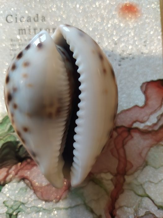 Ракушки морські для акваріума, декора.