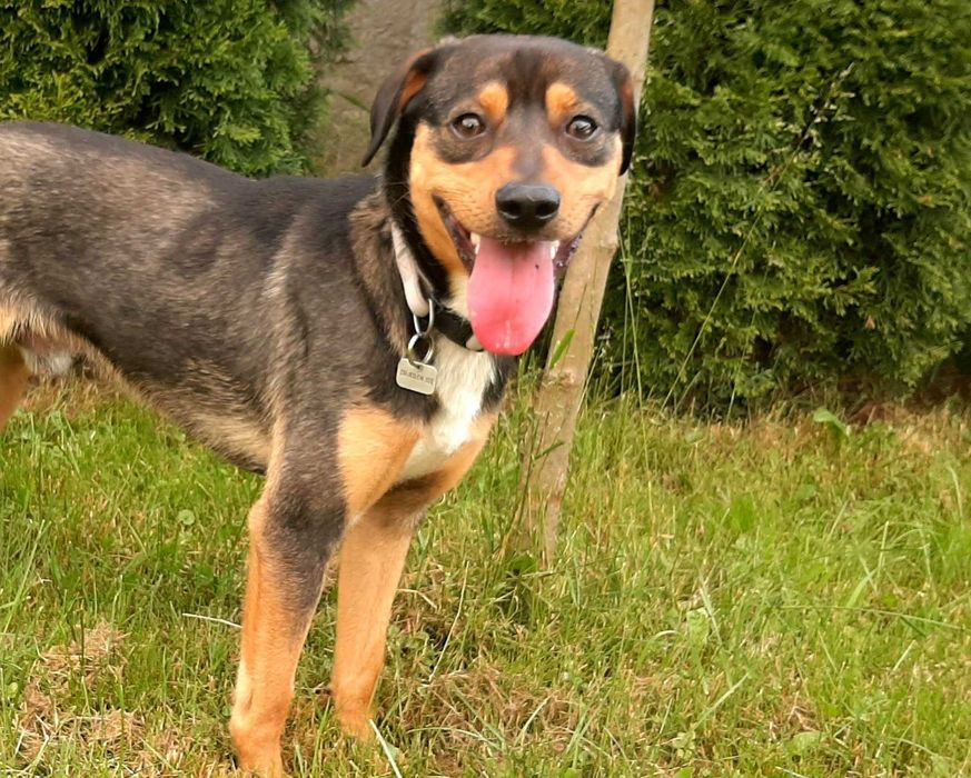 Tofik - 9miesięczny mały piesek szuka DOMU