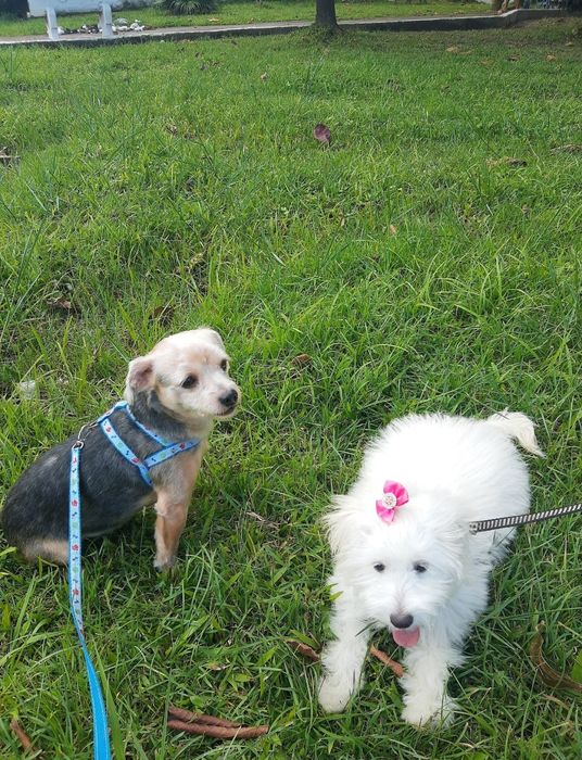 Pet sitting & dog walking em Braga