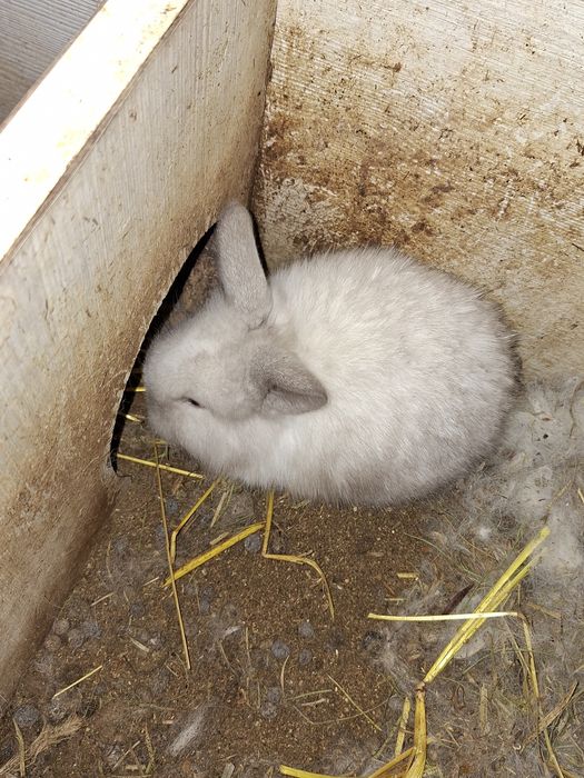Coelhos Anões Raça Belier Puros