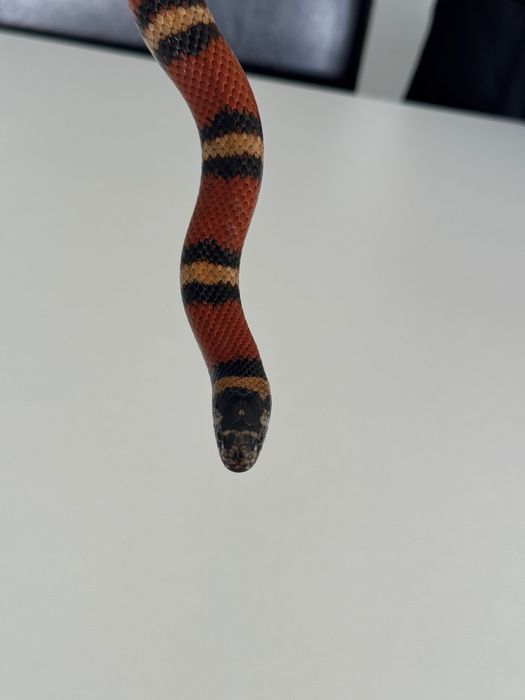 Lampropeltis wąż Lancetogłów mleczny 2022