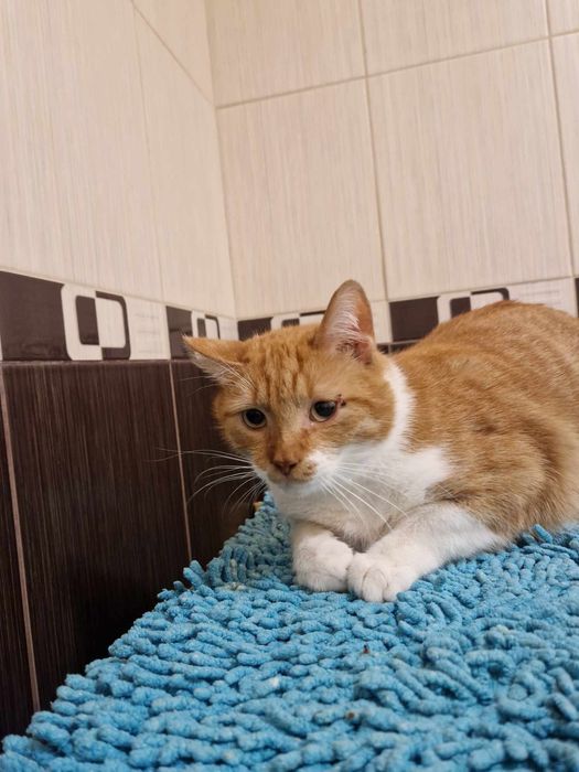 Отдам рыжего кота, кастрирован, 4 года