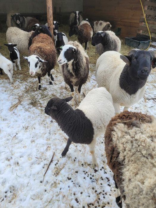 Продам ярки вівці