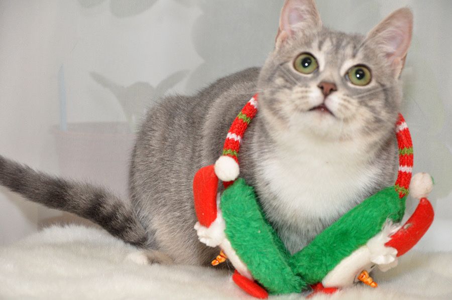 красуня - дівчинка Намистинка