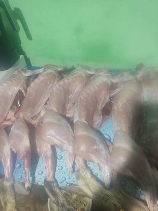 Продам кроленят,тушки м'яса