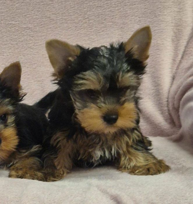 Yorkshire Terrier Mini