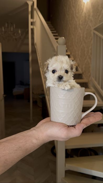 Мікро мальтіпу дівчинка ф1, мальтипу девочка микро, micro maltipoo f1