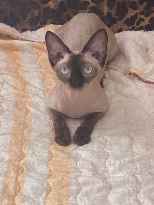 Хлопчик з синіми очима