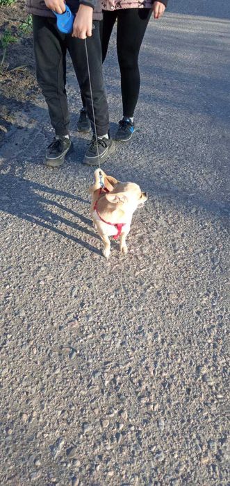 Вязка, случка, самец чихуа-хуа