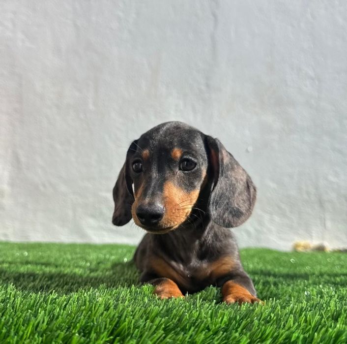 Daschund Kaninchen Arlequim Blue o mais pequeno de todos os Teckel