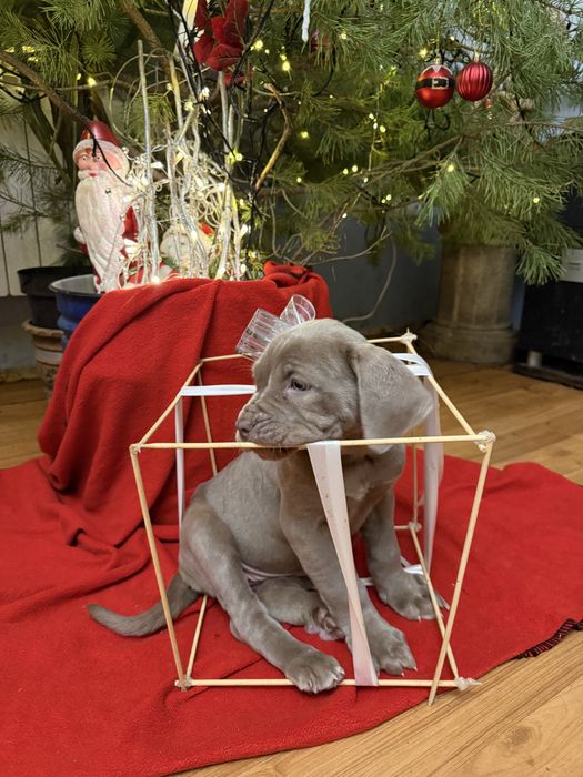 Мастино неаполітано дівчина колір ізабелла