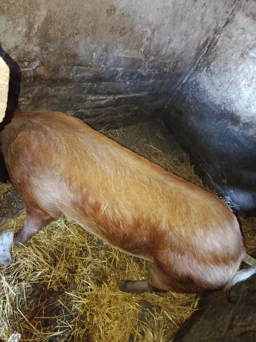 Продам Хрячка гарненького