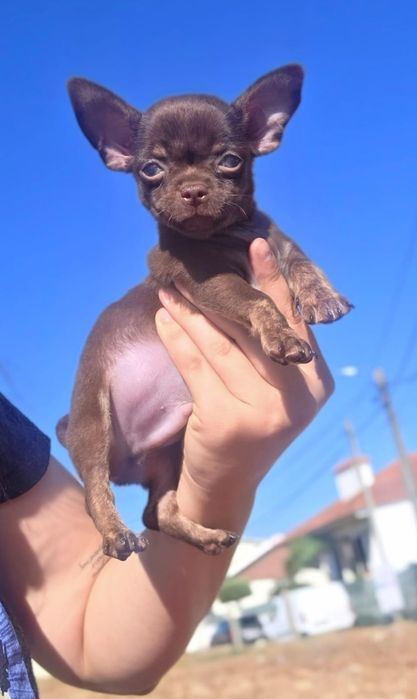 Chihuahua Miniatura Macho Pelo Curto Chocolate Tan