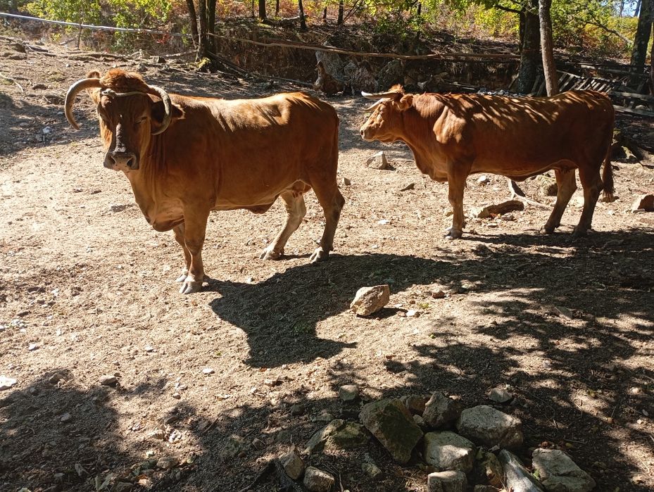 Vendo vacas minhotas