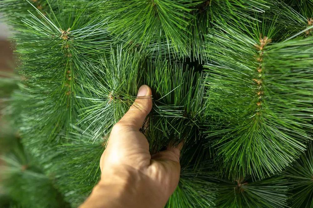 Сосна искусственная