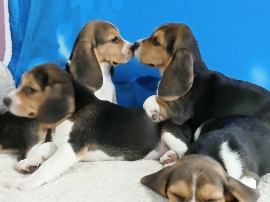 Sprzedam Piska Beagle