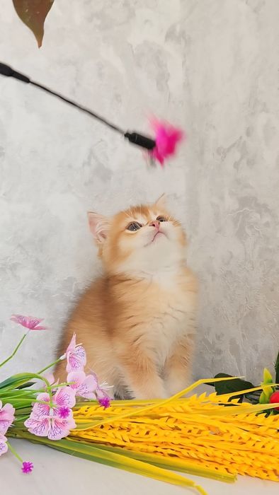 Британське кошеня золота шиншила