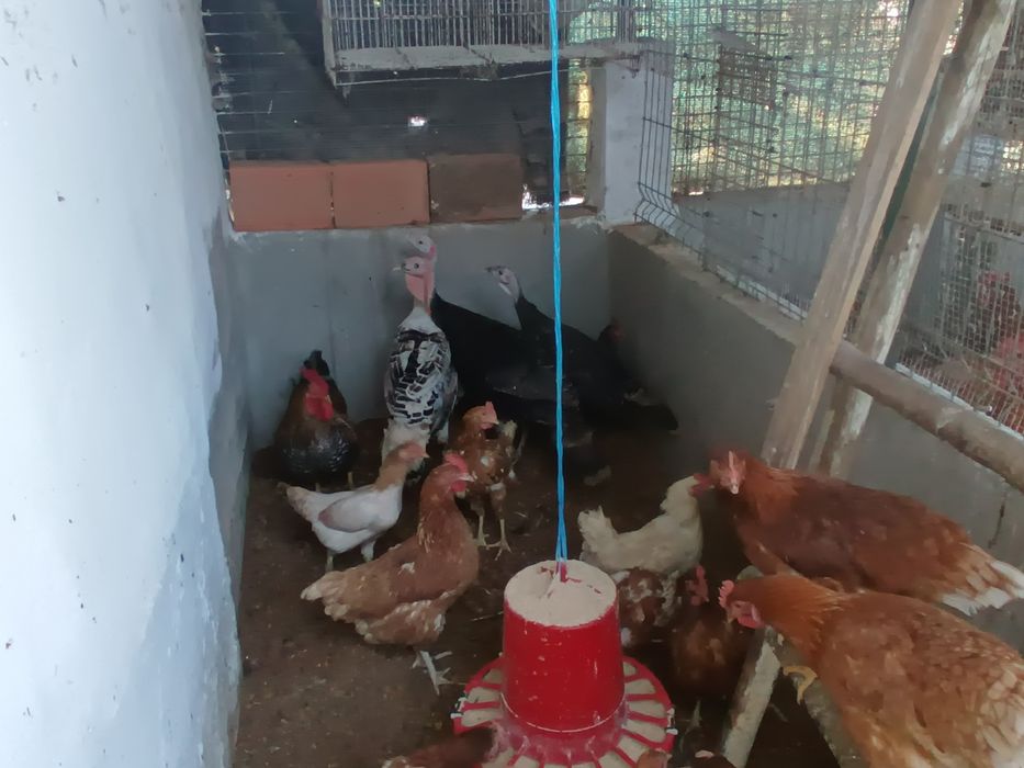 Perus machos fêmeas