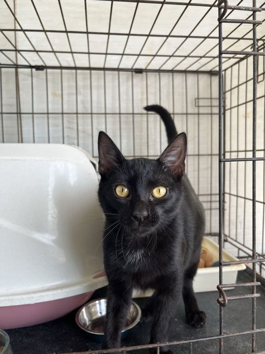 Mogli- Gatinho hiper meigo e fofo!