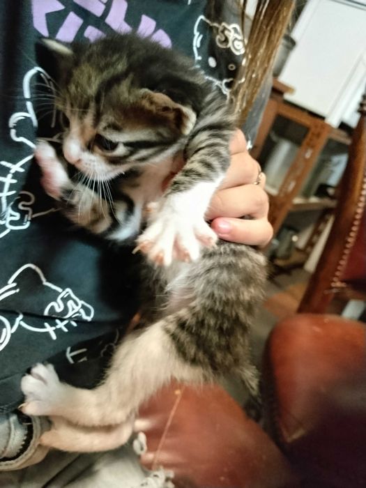 Gatinhos bebés  super fofos