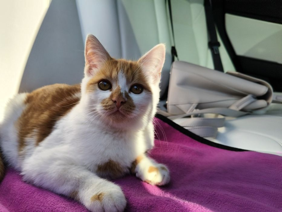 Котик, кошеня, хлопчик