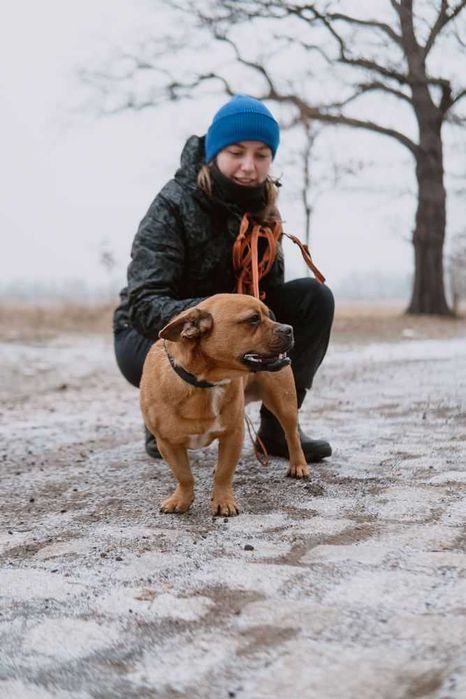 Malutki Odyn w typie buldoga francuskiego do adopcji!