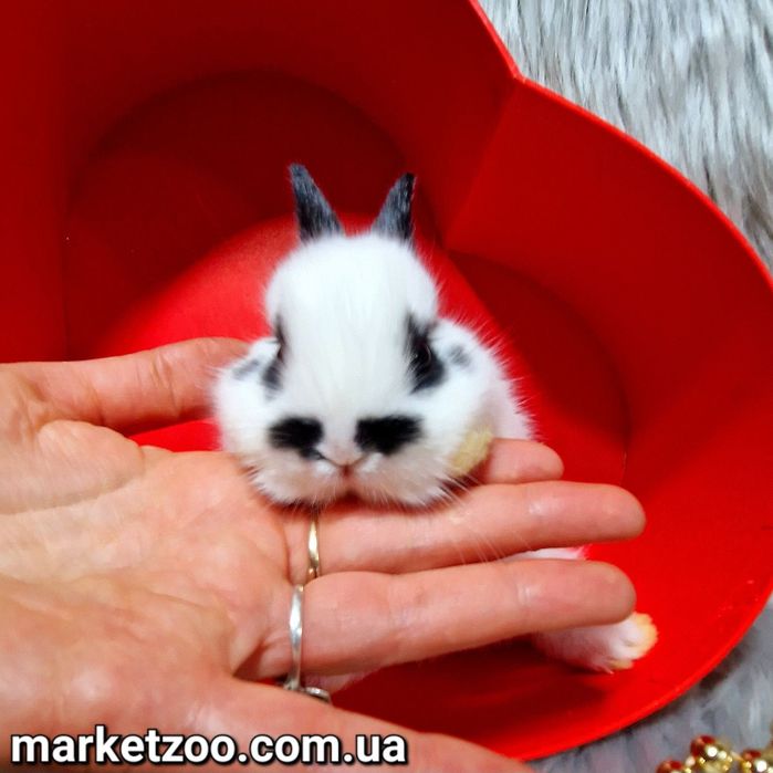 Голландський міні кролик чорний метелик