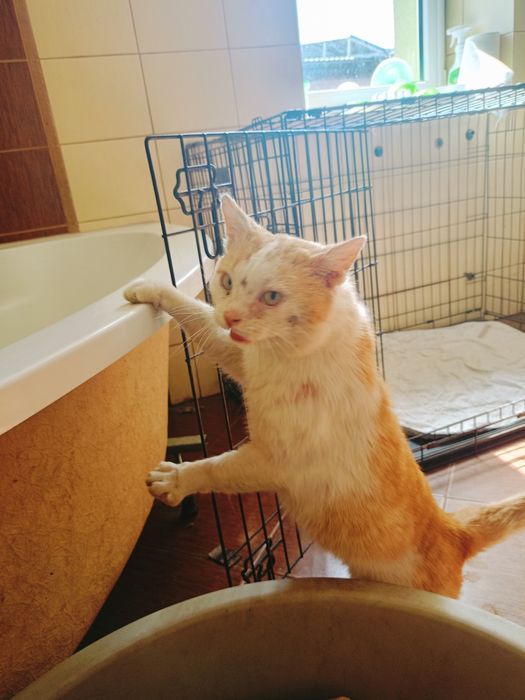 Kleoś- wyjątkowy pieszczoch szuka domu! Kot do adopcji !