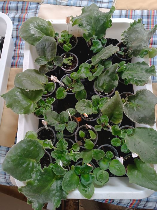 Продам ,комнатные цветы