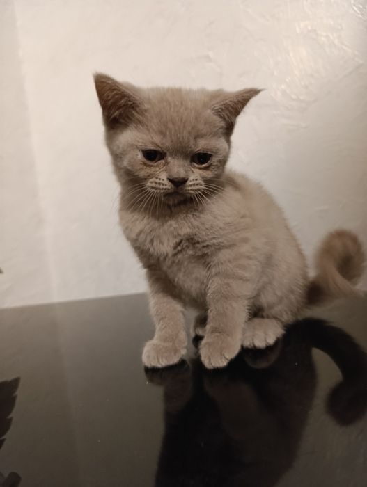 Шотландські котенята