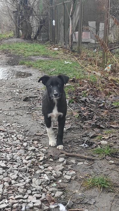 Найкращі цуценята на все місто.