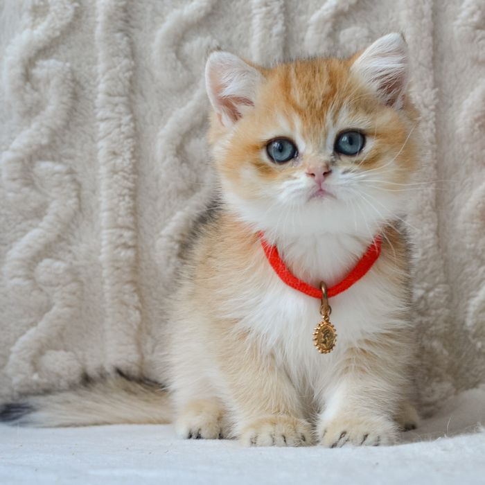 Золотистый шикарный котик