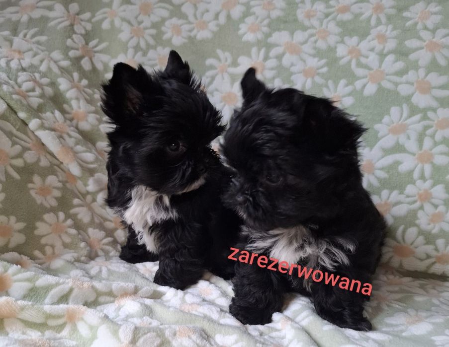 Yorkshire Terrier Black CUKIERECZKI Suczki