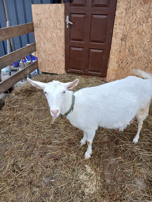 Продам козу кітну.